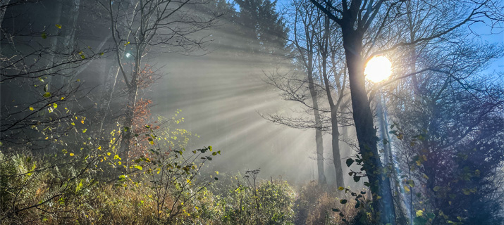 Morgenstimmung