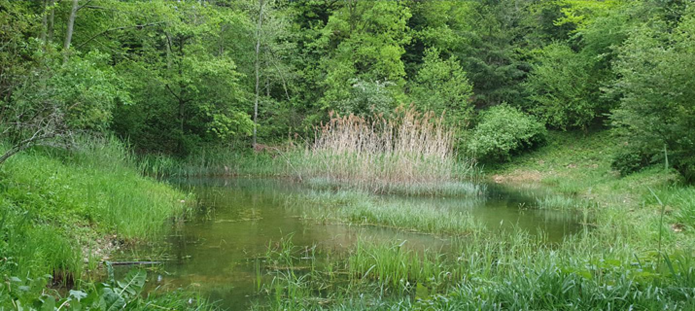 Chrottenweiher