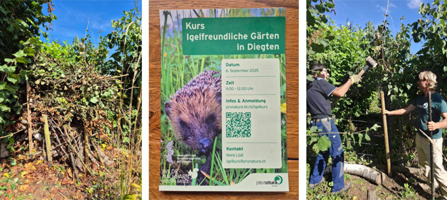 Igel im Garten